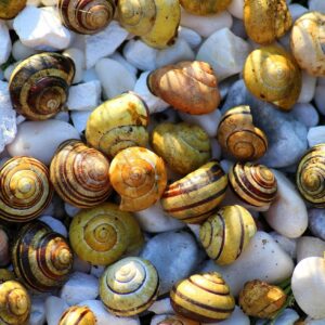 Lectura de conchas de caracol con la mejor vidente de México